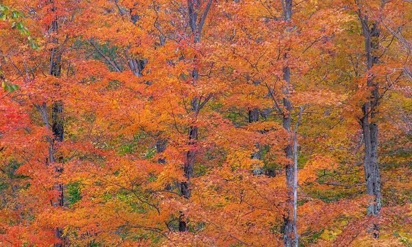 Gulin, Sylvia 아티스트의 USA-New Hampshire-Franconia hardwood forest of maple trees in Autumn작품입니다.